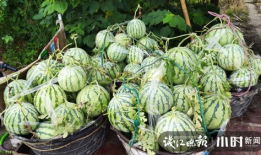 凉山吃瓜爆料是真的吗,真相揭秘，是真是假？